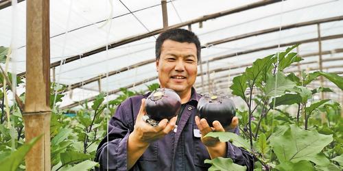 ob体育app下载肃宁圆茄怎样成为致富“黑宝”(图1)